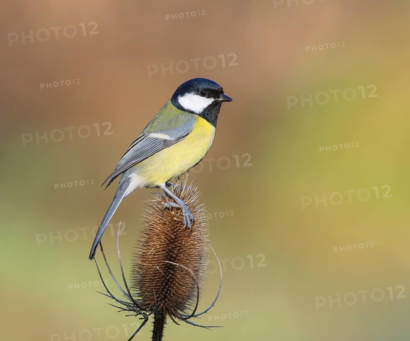 Great Tit (Parus major), male sitting on faded Wild teasel (Dipsacus fullonum) Wildlife, Animals, Birds, Siegerland, North Rhine-Westphalia, Germany, Europe