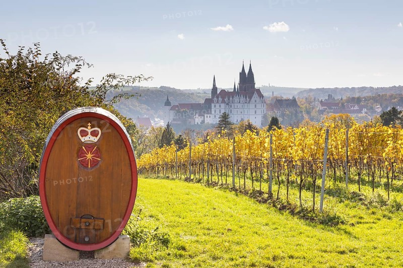 Viewpoint over the Proschwitz vineyards to Albrechtsburg Castle and Meissen Cathedral, Saxony, Germany, Europe