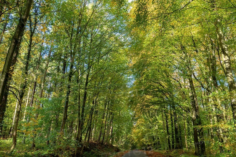 Autumnal beech forest (Fagus) on a village street Rehna, Mecklenburg-Vorpommern, Germany, Europe