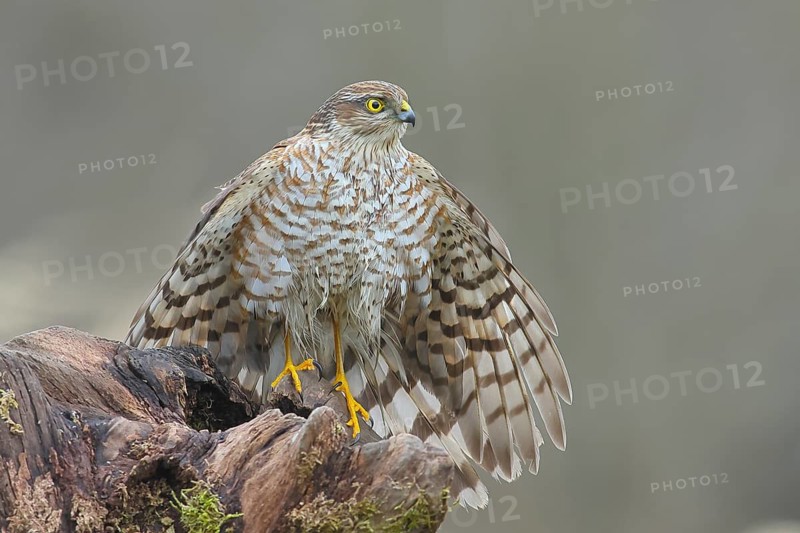 Sparrowhawk (Accipiter nisus) male, plumage drying, sitting on a root, wildlife, bird of prey, nature photography, autumn, Neunkirchen, Siegerland, North Rhine-Westphalia, Germany, Europe