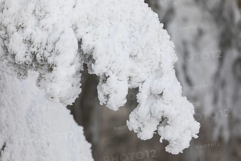 Thick hoarfrost on the fir branches in the snowy forest on the Auersberg, Eibenstock, Erzgebirge, Saxony, Germany, Europe