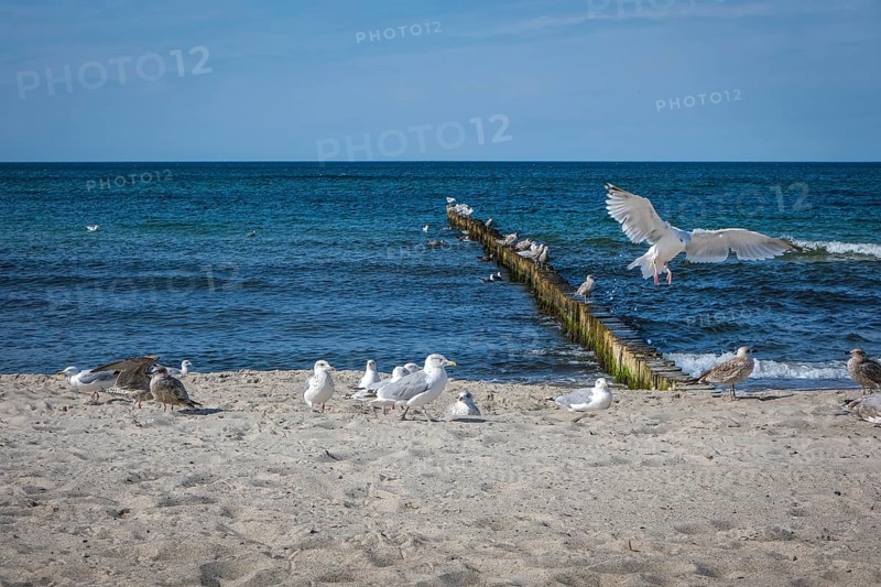 Graal-Müritz, Mecklenburg-Western Pomerania, Germany, Seagulls on the sandy beach of the Baltic Sea resort of Graal-Müritz. The Mecklenburg seaside resort of Graal-Müritz is an independent municipality in the district of Rostock in Mecklenburg-Western Pomerania, Europe