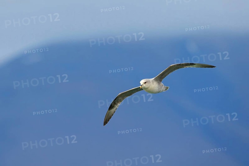 Northern fulmar (Fulmarus glacialis), Spitsbergen, Longyearbyen, Svalbard / Spitsbergen, Norway, Europe