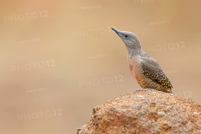 Pileated Woodpecker, (Geocolaptes olivaceus), Wakkerstrom surroundings / Guided Tour with Lucky, Wakkerstrom, Mpumalanga, South Africa, Africa