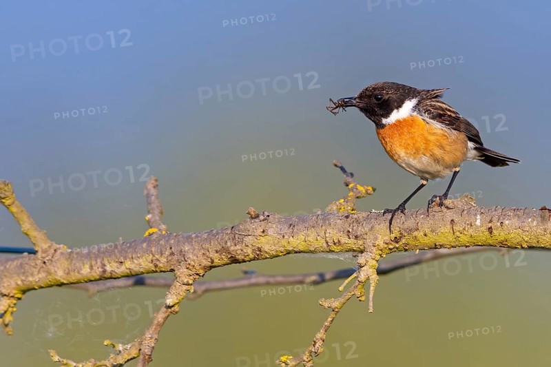 Stonechat, (Saxicola torquata), foraging, male, Bad D¸rkheim district, Eich, Rhineland-Palatinate, Germany, Europe