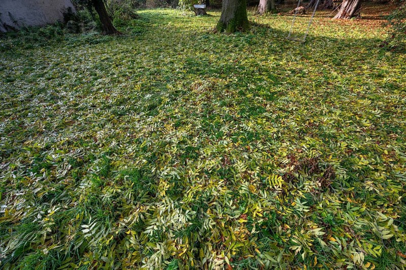 Fallen autumn leaves of a European ash (Fraxinus excelsior), Mecklenburg-Western Pomerania, Germany, Europe