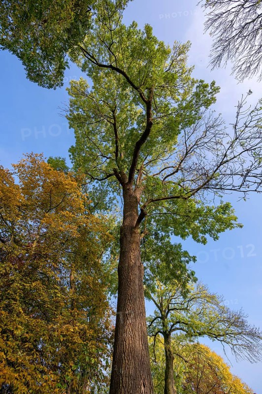 Hundred-year-old ash tree (Fraxinus excelsior) on the Othenstorf estate, Mecklenburg-Western Pomerania, Germany, Europe