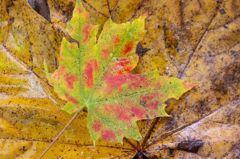 Autumn leaves of Norway maple (Acer platanoides), Emsland, Lower Saxony, Germany, Europe