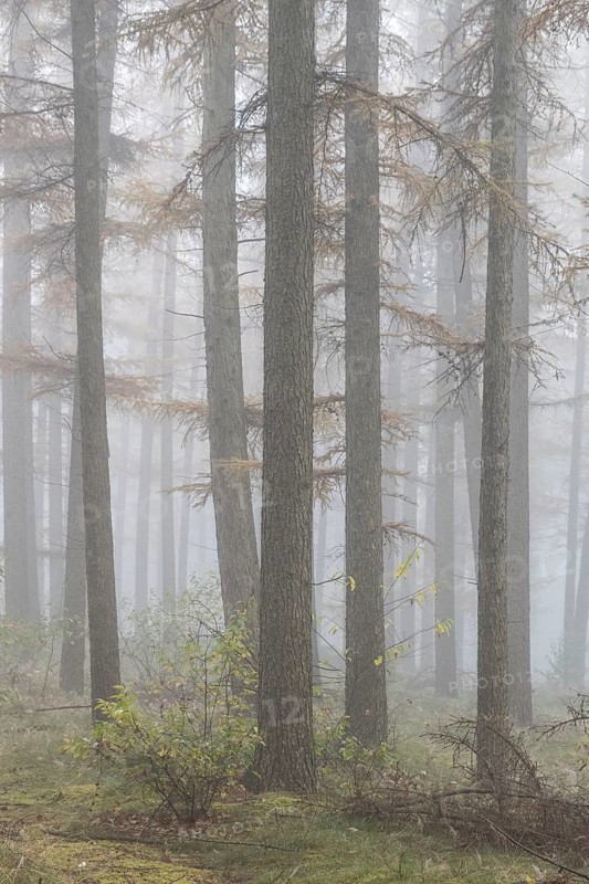 Fog in the larch forest (Larix decidua), Emsland, Lower Saxony, Germany, Europe