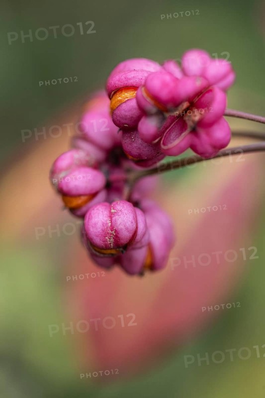 Peacock, spindle bush (Euonymus europaeus), fruit stand, Emsland, Lower Saxony, Germany, Europe