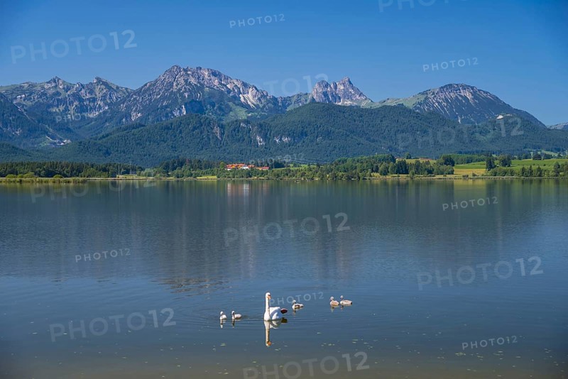 Hoeckerschwan (Cygnus olor), swan family, mother with young, Hopfensee, near Fuessen, Ostallgaeu, Allgaeu, Upper Swabia, Swabia, Bavaria, Germany, Europe