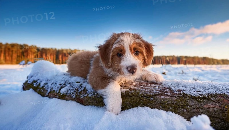 KI generated, dog, dogs, puppy, one, two, three, play, snow, winter, autumn leaves, blue sky, Kromfohrländer, Fox Terrier, (Canis lupus familiaris), German dog breed, rough coat, smooth coat, studio, AI generated