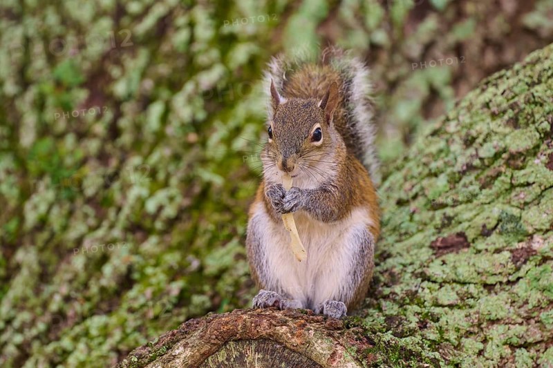 American grey squirrel (Sciurus carolinensis), sitting on a moss-covered tree trunk in the forest, Pembroke Pines, Florida, USA, North America