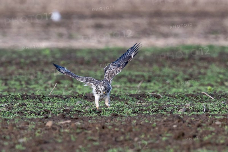 Common buzzard (Buteo buteo), Emsland, Lower Saxony, Germany, Europe
