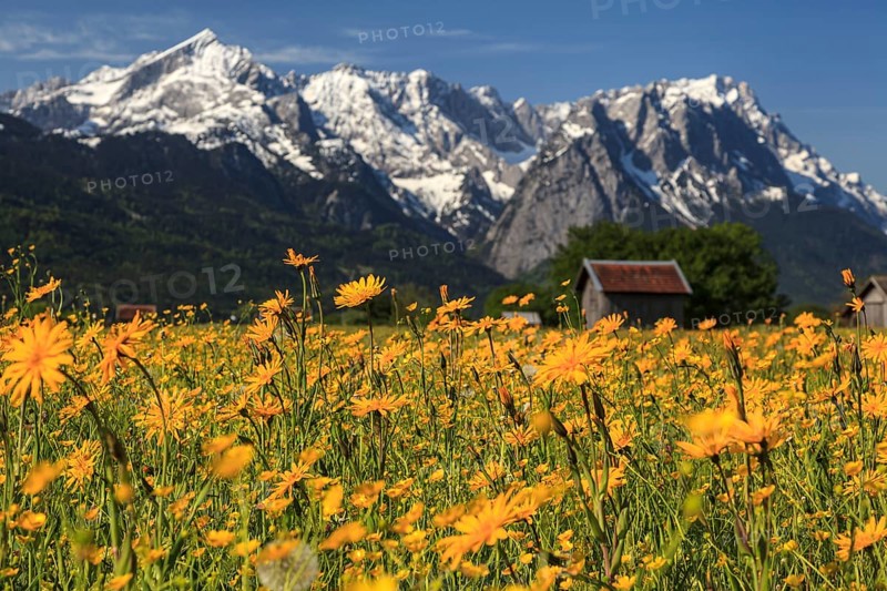 Flower meadow in front of mountains, sunny, summer, Garmisch-Partenkirchen, dahitner Alpspitze, Waxensteine, Zugspitze, Wetterstein range, Alpine foothills, Bavaria, Germany, Europe