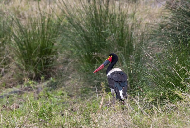 Saddle-billed stork (Ephippiorhynchus senegalensis), Kruger National Park, South Africa, Africa