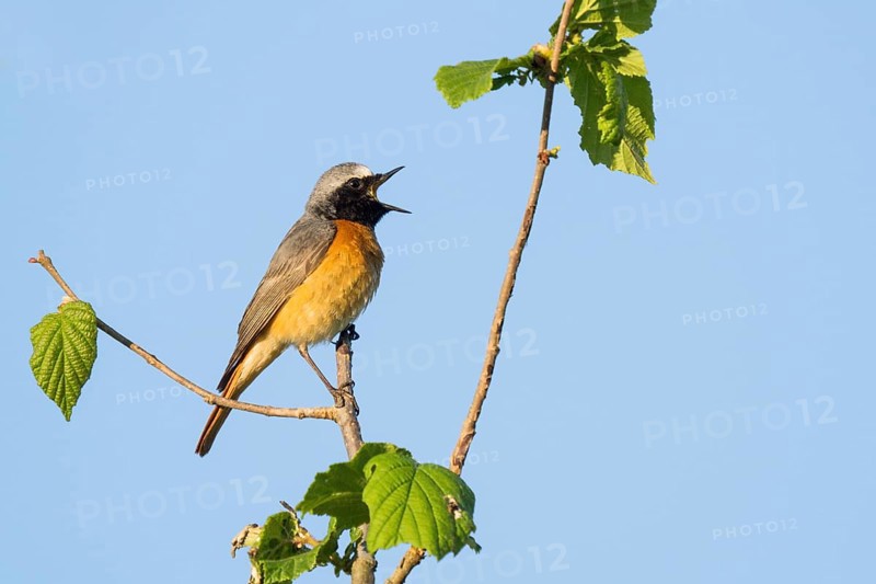 A common redstart (Phoenicurus phoenicurus), male, on a branch with open beak, singing, against a blue sky, Hesse, Germany, Europe