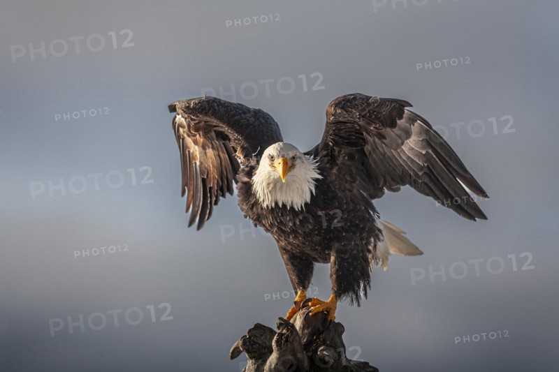 Bald eagle, Haliaeetus leucocephalus, sitting, winged, adult, winter, Homer, Alaska, USA, North America