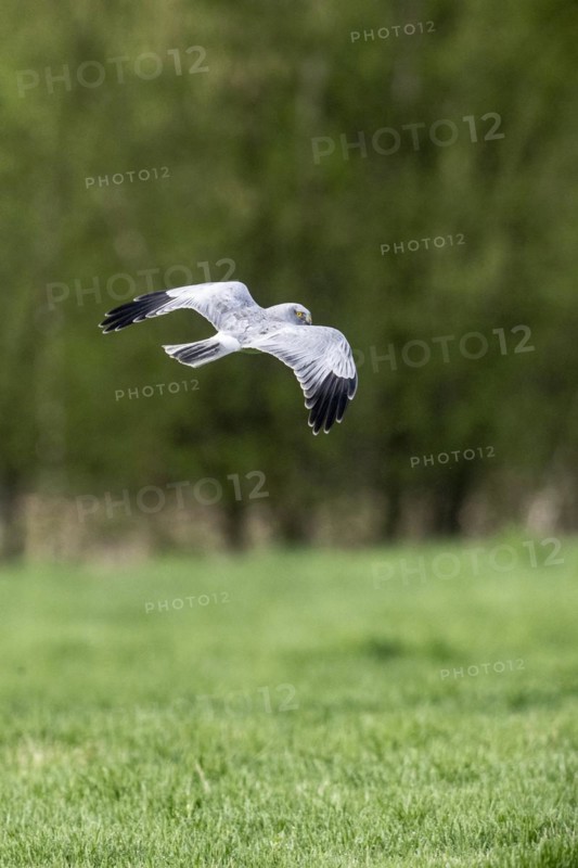 Hen harrier (Circus cyaneus), Emsland, Lower Saxony, Germany, Europe