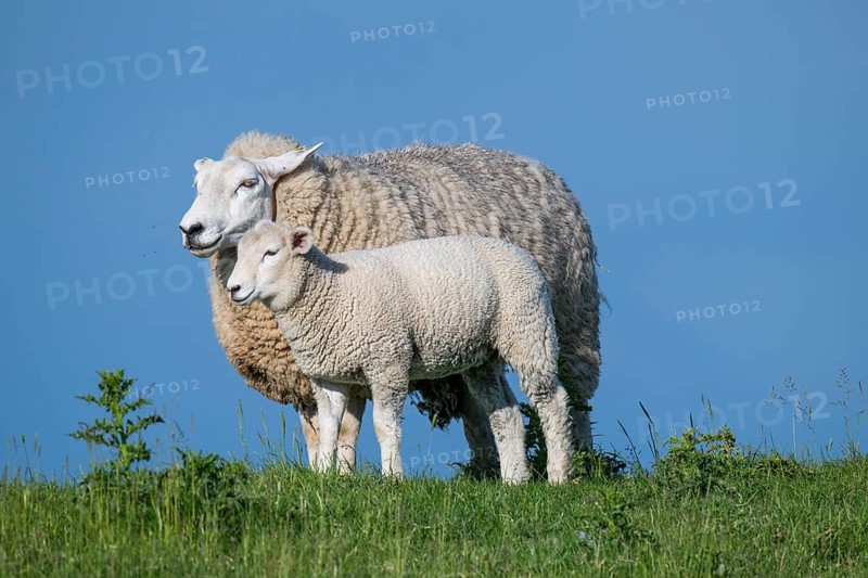 Ewe with lamb on the dyke, Hauke-Haien-Koog, North Frisia, Schleswig-Holstein, Germany, Europe