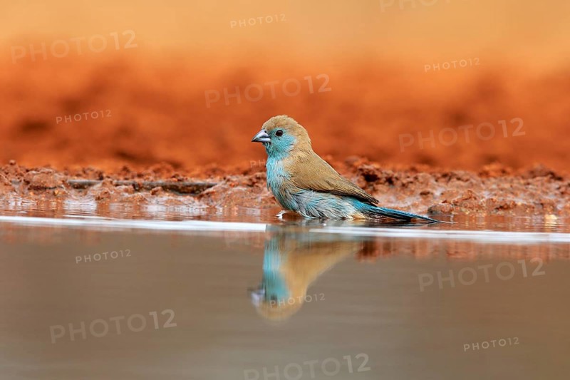 Angolan butterfly finch (Uraeginthus angolensis), blue-eared butterfly finch, adult, at the water, bathing, Kruger National Park, Kruger National Park, Krugerpark, South Africa, Africa