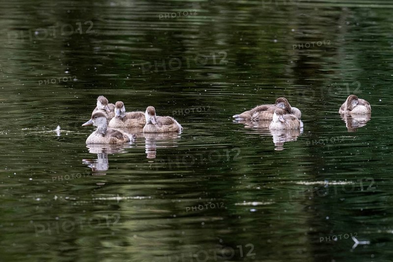 Young red-crested pochards (Netta rufina), Baden-Württemberg, Germany, Europe