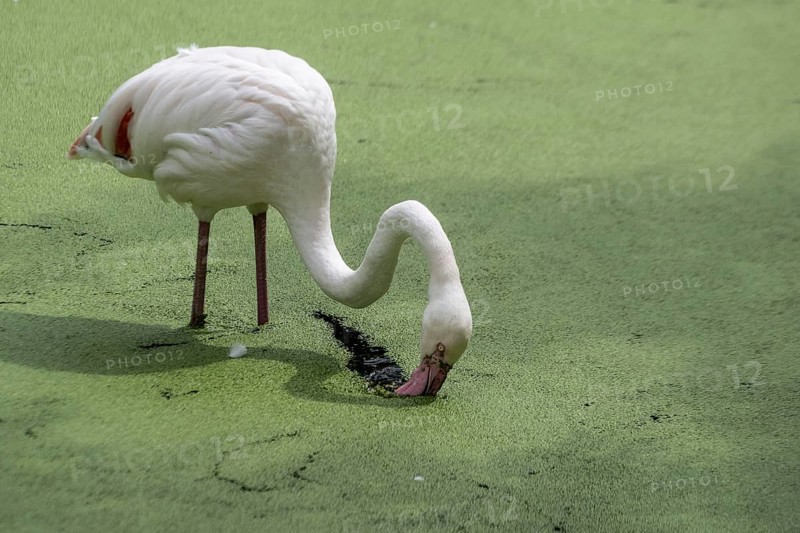 Greater flamingo (Phoenicopterus roseus), Walsrode Bird Park, Lower Saxony, Germany, Europe