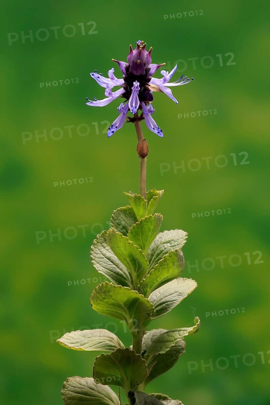 Piss-off plant (Plectranthus ornatus), cat repellent, flowering, Elllerstadt, Germany, Europe