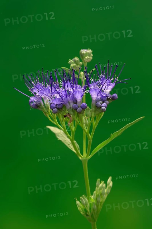 Clandon caryopteris (caryopteris x clandonensis), flower, flowering, Germany, Europe