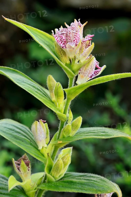 Bristly toad lily (Tricyrtis hirta), flowering, flower, Ellerstadt, Germany, Europe