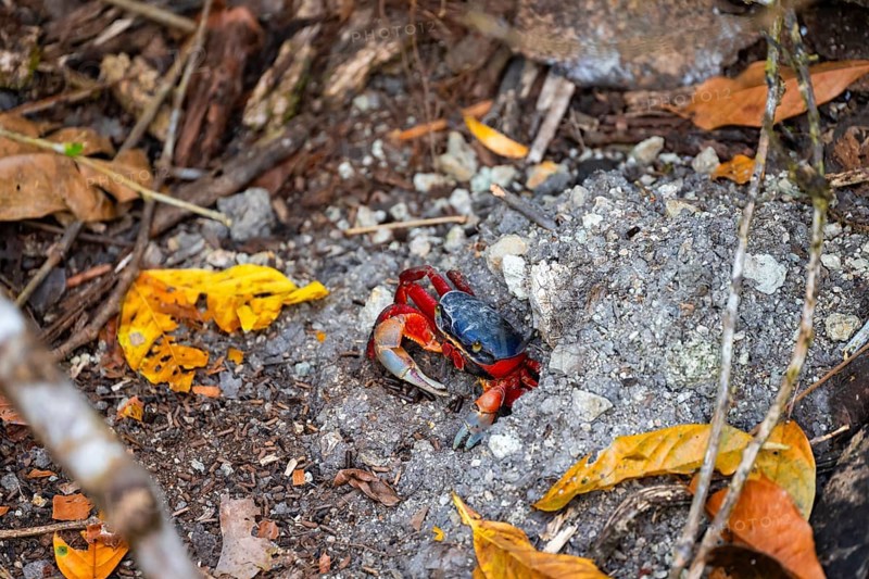 Harlequin crab (Cardisoma armatum), Manuel Antonio National Park, Puntarenas district, Costa Rica, Central America