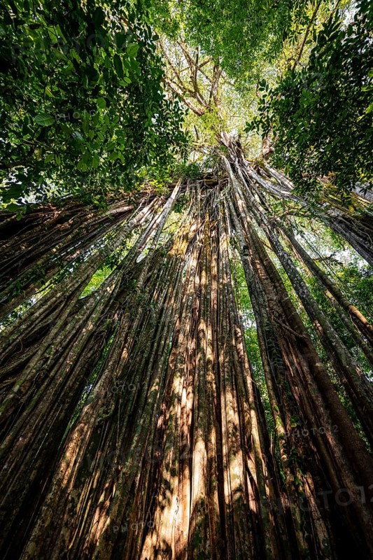 Hanging roots of a giant strangler fig (Ficus americana), looking upwards, in the rainforest, Corcovado National Park, Osa, Puntarena Province, Costa Rica, Central America