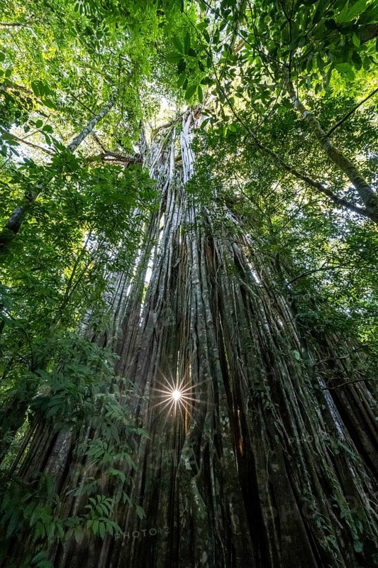 Hanging roots of a giant strangler fig (Ficus americana), looking upwards, sun star in the rainforest, Corcovado National Park, Osa, Puntarena Province, Costa Rica, Central America