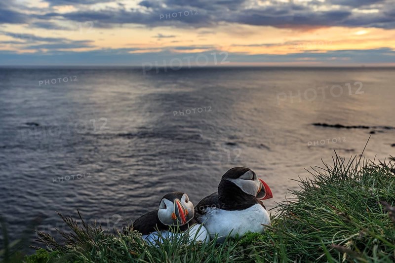 Puffin (Fratercula arctica), couple sitting in the grass by the sea, evening light, midnight sun, summer, Latrabjarg, Westfjords, Iceland, Europe