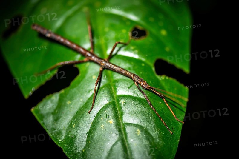 Stick insect (Phasmatodea) sitting on a leaf, at night in the tropical rainforest, Refugio Nacional de Vida Silvestre Mixto Bosque Alegre, Alajuela province, Costa Rica, Central America