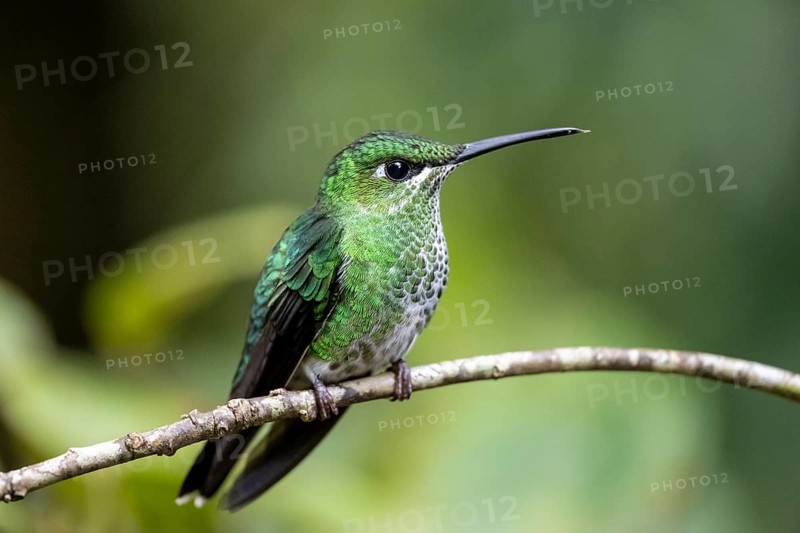 Green-crowned brilliant (Heliodoxa jacula), adult female sitting on a branch, Monteverde Cloud Forest, Monte Verde, Costa Rica, Central America