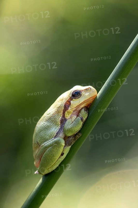 Tree frog (Hyla arborea), Lower Saxony, Germany, Europe