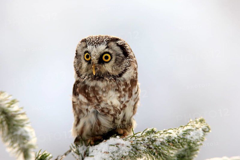 Great Horned Owl (Aegolius funereus), adult on tree in the snow, in winter, alert, Zdarske Vrchy, Bohemian-Moravian Highlands, Czech Republic, Europe