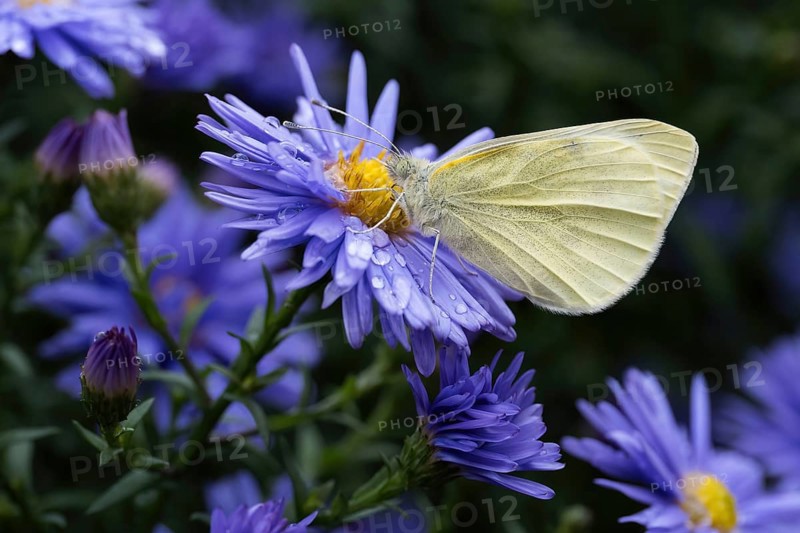 A Small white (Pieris rapae) sits on the flower of an aster (Aster sp.), which is covered with water droplets, in a close-up, Hesse, Germany, Europe