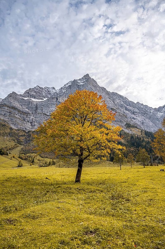Maple tree with autumn leaves, autumn landscape in Rißtal with Spritzkarspitze, Großer Ahornboden, Engalpe, Eng, municipality of Hinterriß, Karwendel Mountains, Alpenpark Karwendel, Tyrol, Austria, Europe