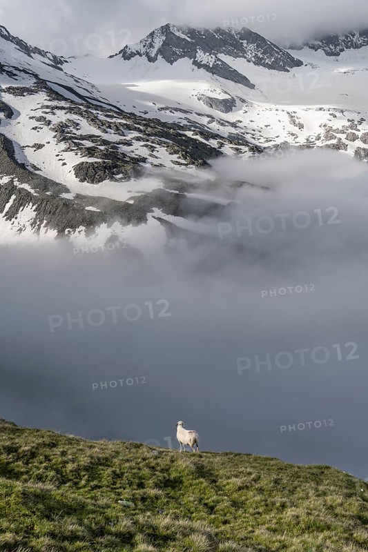 Sheep on a mountain meadow in front of a mountain landscape, high fog in the valley, behind mountain peak Dosso Largo and glacier Schlegeiskees, Berliner Höhenweg, Zillertal Alps, Tyrol, Austria, Europe