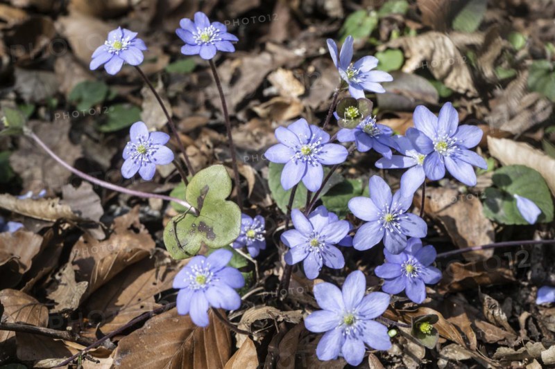 Liverwort (Hepatica nobilis), North Rhine-Westphalia, Germany, Europe