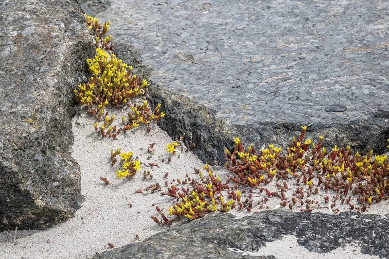 Goldmoss stonecrop (Sedum acre) between stones, Mecklenburg-Western Pomerania, Germany, Europe