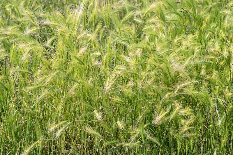 Foxtail barley (Hordeum jubatum), Mecklenburg-Western Pomerania, Germany, Europe