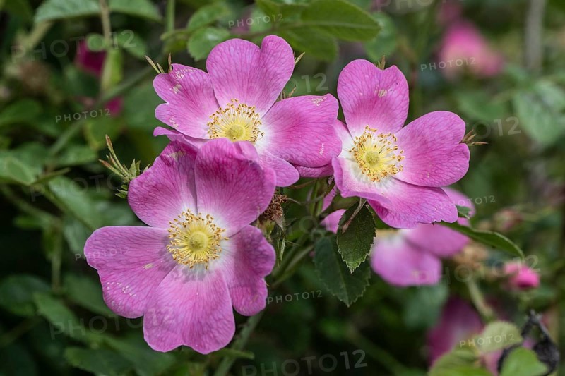 Sweet briar (Rosa rubiginosa), Mecklenburg-Western Pomerania, Germany, Europe