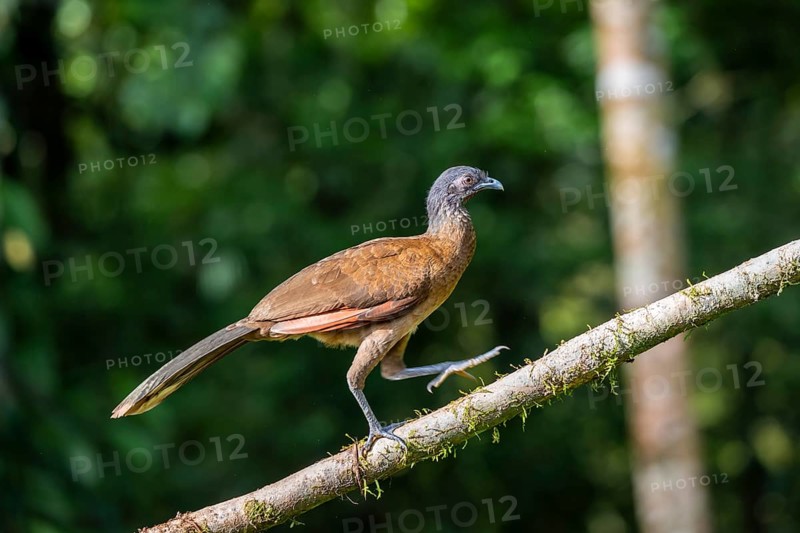 Grey-headed guan (ortalis cinereiceps), bird sitting on a branch, Heredia province, Costa Rica, Central America