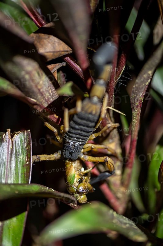 Bicoloured bark scorpion (Centruroides bicolor), scorpion eating prey, at night in the tropical rainforest, Puntarenas province, Costa Rica, Central America