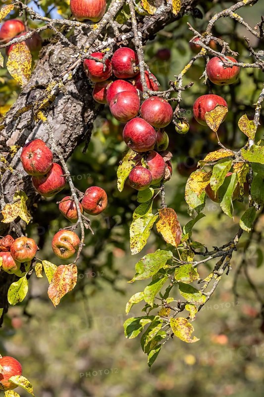 Orchard with apple tree near Herrenberg. The apple trees bear many fruits. Herrenberg, Baden-Württemberg, Germany, Europe