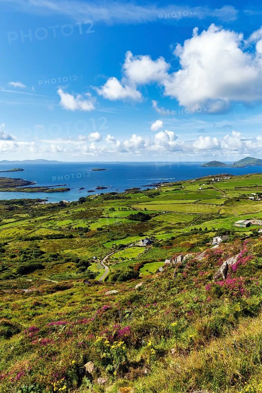 Typical coastline, blooming heather, Scariff and Deenish Islands on the horizon, view from above, spring clouds, panoramic road Ring of Kerry, Iveragh Peninsula, Ireland, Europe