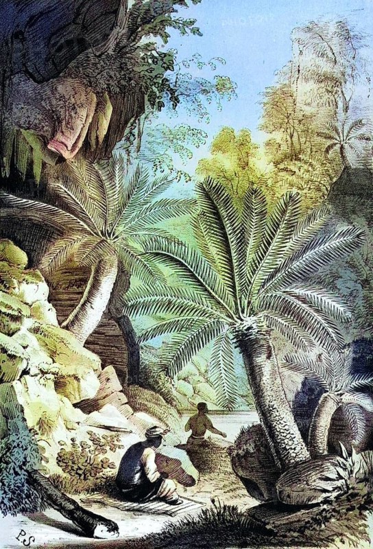 Dioon edule, Mexican double palm fern, in natural environment, plant and flower, digitally reworked reproduction of an original from the 19th century